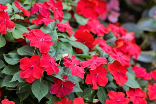 Store Fresh 50 Seeds Dwarf Red Impatiens Scarlet Walleriana Sun Or Full Shade Flower