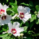 Store Fresh 25 Seeds White & Hot Pink Rose Of Sharon Hibiscus Syriacus Flower Tree Bush