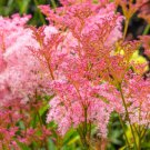 Store Fresh 10 Seeds Queen Of The Prairie Pink Meadowsweet Filipendula Rubra Flower