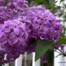 Store Fresh 25 Seeds French / Old Fashioned Lilac Syringa Vulgaris Flower Shrub Bush