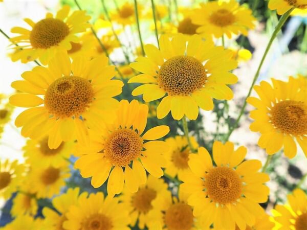Store Fresh 250 Seeds Golden Marguerite Daisy Yellow Chamomile Anthemis Tinctoria Flower