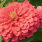 Store Fresh 250 Seeds Salmon Queen Zinnia Elegans California Giant Double Flower