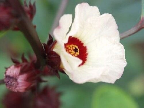 Store Fresh 50 Seeds Roselle Hibiscus Sabdariffa Rosella Fruit Flower