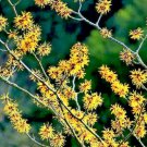 Store Fresh 25 Seeds American Witch Hazel Hamamelis Virginiana Alder Shrub Tree Yellow Flower