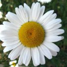 Store Fresh 2000 Seeds Ox Eye Daisy Marguerite Chrysanthemum Leucanthemum Flower