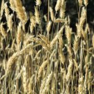 Store Fresh 150 Seeds Sweet Vernal Grass Sweet Grass Vanilla Grass Anthoxanthum Odoratum
