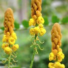 Store Fresh 35 Seeds Candle Bush Cassia Alata Senna Candletree Shrub Yellow Orange Flower
