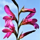 Store Fresh 10 Seeds Italian Gladiolus Italicus Sword Lily Purple Pink Flower