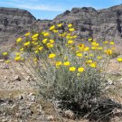 Store Fresh 500 Seeds Yellow Desert Marigold Baileya Multiradiata Showy Drought Daisy Flower