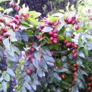Store Fresh 20 Seeds Red Chinese Date Tree Edible Fruit Jujube Ziziphus Jujuba Yellow Flower