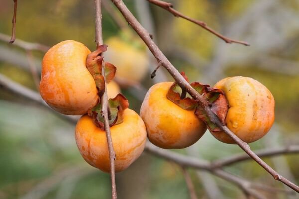 Store Fresh 10 Seeds Italian Persimmon Tree Dateplum Date Plum Fruit Diospyros Lotus
