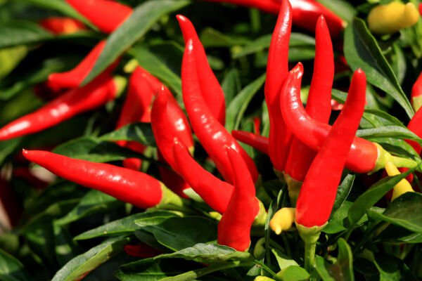 Store Fresh 300 Seeds Thin Cayenne Pepper Hot Chili Long Green Red Slim Capsicum Vegetable