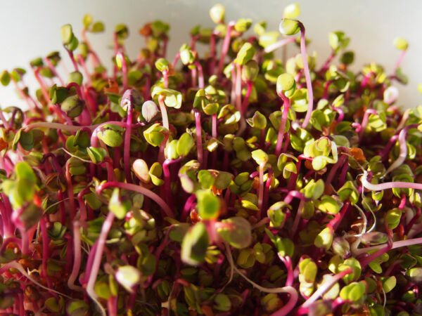 Store Fresh 250 Seeds Red Arrow Sprouting Radish Minigreen Daikon Raphanus Sativus Vegetable