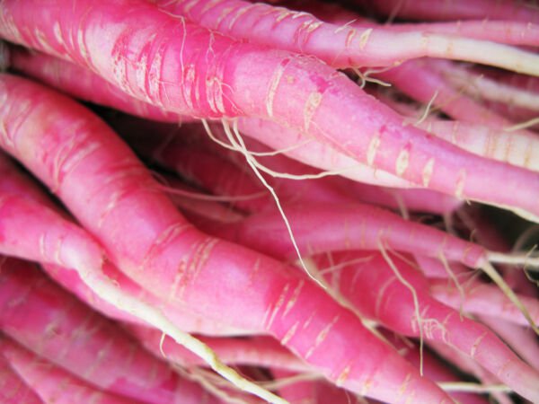 Store Fresh 100 Seeds Pink Summersicle Radish Raphanus Sativus Root Vegetable