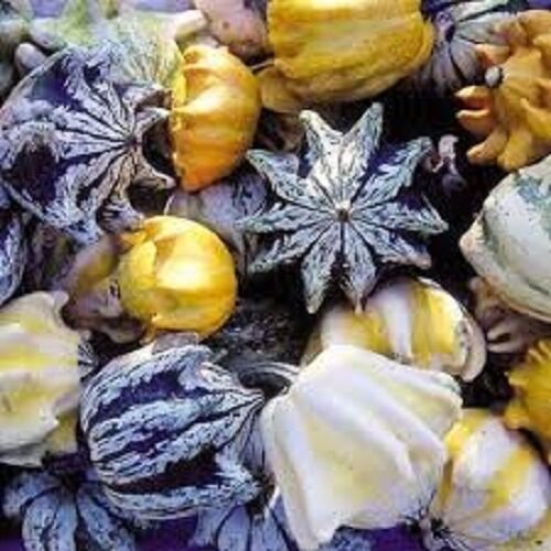 Store Fresh 25 Seeds Ten Commandments Gourd Mix Crown Of Thorns Mixed Colors Cucurbita Pepo