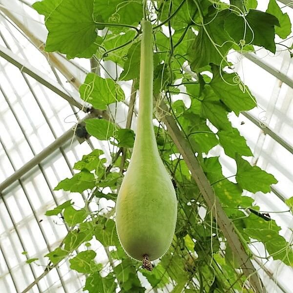 Store Fresh 30 Seeds Dipper Gourd Siphon Gourd Green Lagenaria Siceraria Vegetable