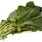 Store Fresh 1000 Seeds Premier Kale Early Hanover Brassica Oleracea Greens Vegetable