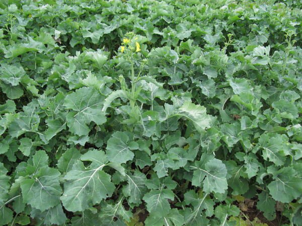 Store Fresh 1000 Seeds Hanover Salad Spring Kale Smooth Siberian Brassica Napus Vegetable