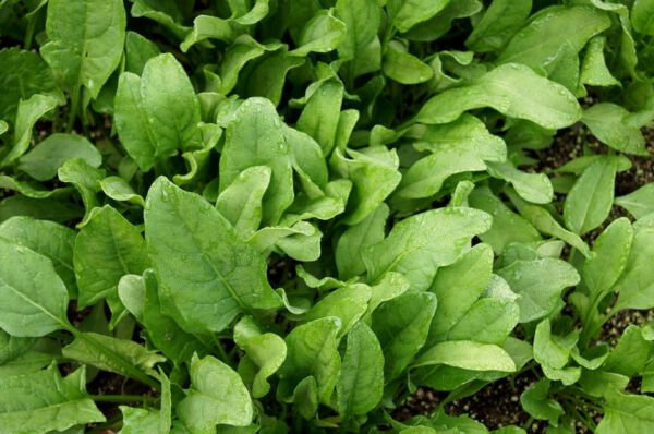 Store Fresh 400 Seeds Monstrueux De Viroflay Spinach French Spinacia Oleracea Vegetable
