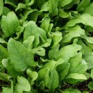 Store Fresh 400 Seeds Monstrueux De Viroflay Spinach French Spinacia Oleracea Vegetable