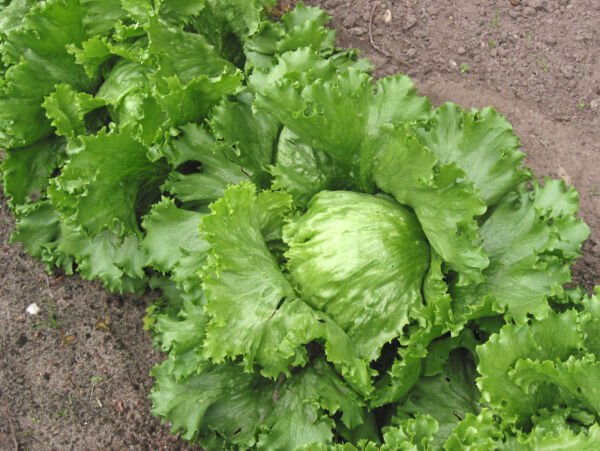 Store Fresh 1000 Seeds Great Lakes Lettuce Batavian Iceberg Lactuca Sativa Vegetable