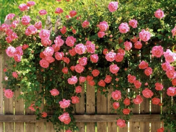 Store Fresh 5 Seeds Pink Climbing Rose Rosa Bush Vine Climber Fragrant Butterfly Flower