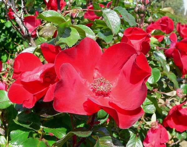 Store Fresh 30 Seeds Japanese Red Rose Bush Rosa Rugosa Rubra Rugrose Fragrant Flower