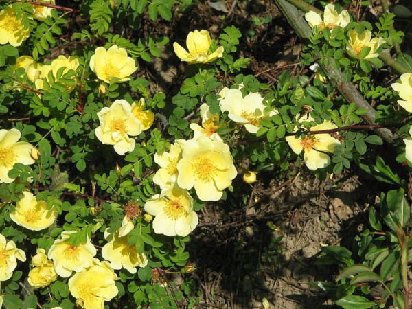 Store Fresh 10 Seeds Yellow Manchu Rose Bush Rosa Xanthina Hummingbird Flower