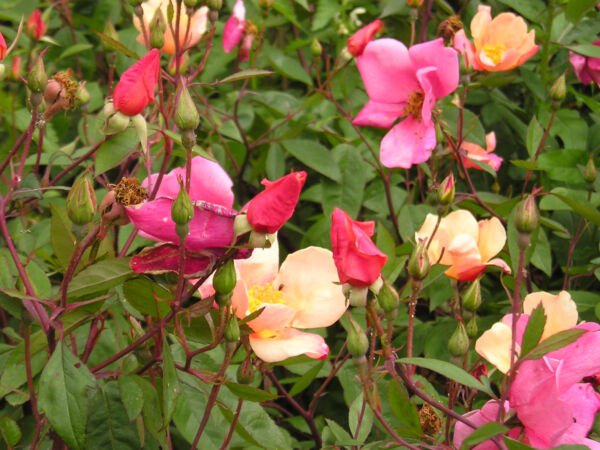 Store Fresh 25 Seeds Mixed Colors Angel Wings Miniature Rose Bush Mix Rosa Chinensis Flower