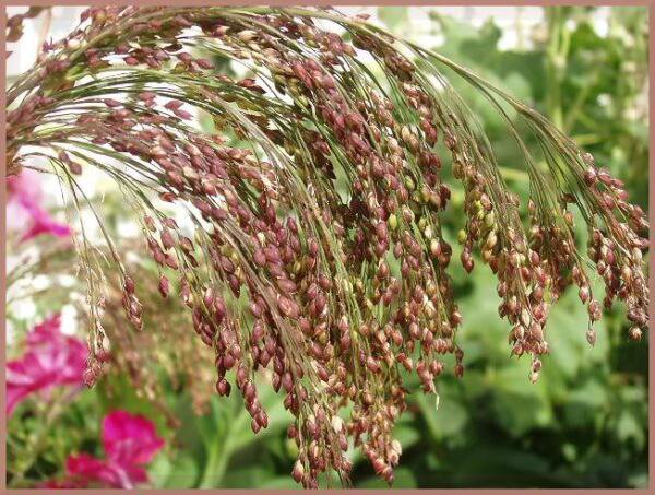 Store Fresh 30 Seeds Violet Panic Grass Panicum Miliaceum Violaceum Ornamental Purple Millet