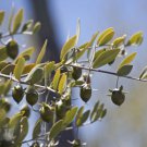 Store Fresh 5 Seeds Jojoba Simmondsia Chinensis Fruit Nut Oil Evergreen Shrub