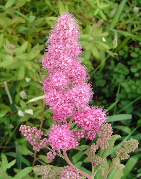 Store Fresh 50 Seeds Rose Douglas Spirea Pink Hardhack Steeple Bush Spiraea Flower Shrub