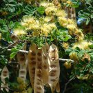 Store Fresh 20 Seeds Woman'S Tongue Tree White Mimosa Nectar Flower Albizia Lebbeck Legume