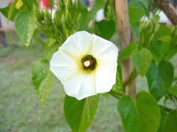 Store Fresh 10 Seeds White Christmas Vine Turbina Flower Rivea Corymbosa Ornamental Climber
