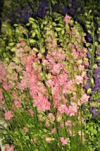 Store Fresh 100 Seeds Sublime Dark Pink Larkspur Consolida Ambigua Delphinium Flower