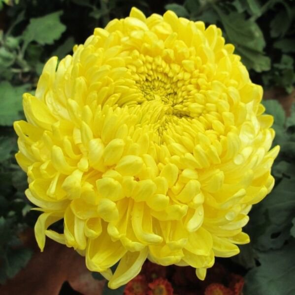 Store Fresh 30 Seeds Double Yellow Paeony Aster Peony Callistephus Flower