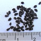Store Fresh 150 Seeds Nigella Sativa Black Cumin Spice Black Caraway Fennel Flower Herb