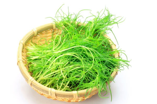 Store Fresh 75 Seeds Saltwort Okahijiki Japanese Greens Salsola Komarovii Leaf Vegetable