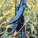 Store Fresh 50 Seeds Pasilla Bajio Pepper Mexican Chile Negro Capsicum Annuum Vegetable