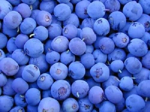 Store Fresh 50 Seeds Northern Highbush Blueberry Bush Fruit Berry Shrub