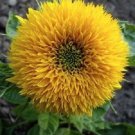 Store Fresh 150 Seeds Dwarf Teddy Bear Sunflower Helianthus Annuus Flower
