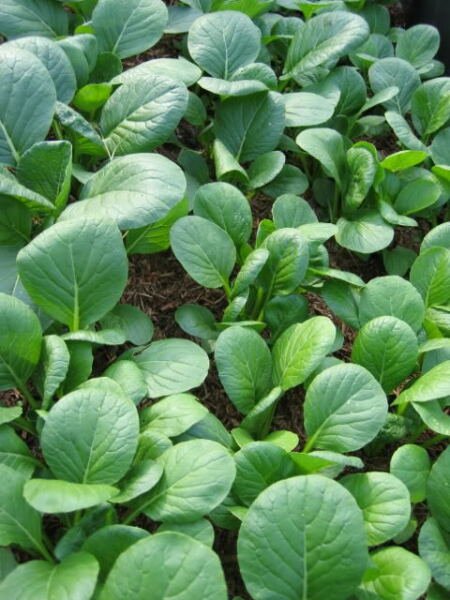 Store Fresh 1500 Seeds Spinach Mustard Tendergreen Komatsuna Greens Brassica Rapa Vegetable