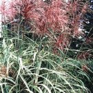 Store Fresh 10 Seeds Red Maiden Grass Miscanthus Sinensis Plumes Ornamental Flower