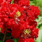 Store Fresh 35 Seeds Red Crepe Myrtle Crape Tree Shrub Lagerstroemia Indica Flower