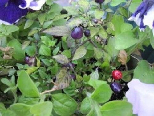 Store Fresh 20 Seeds Filius Blue Pepper Capiscum Annuum  Christmas Pepper Vegetable