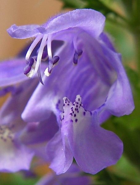 Store Fresh 50 Seeds Purple False Dragon Dragons Head Obedient Plant Dracocephalum Flower