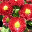 Store Fresh 100 Seeds Red English Daisy Bellis Perennis Flower