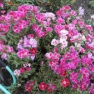 Store Fresh 500 Seeds Mixed Colors Godetia Clarkia Amoena Pink Red White Blue 2 Tone Flower