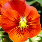 Store Fresh 50 Seeds Red & Yellow Pansy Viola Violet Flower