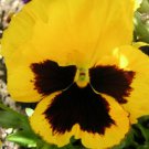Store Fresh 50 Seeds Yellow & Brown Pansy Viola Violet Flower